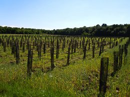 Restauration de la trame verte en concertation avec la Petite Camargue