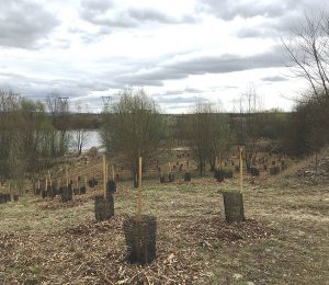 Plantation d'arbres sur site, dans la zone écologique