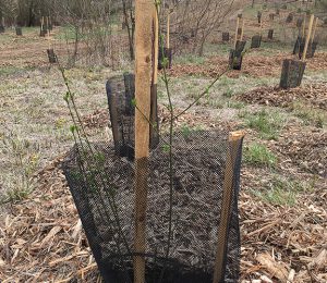 Plantation d'arbres sur site, dans la zone écologique